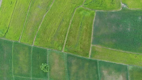Table of green rice fields Stock-Footage 106512327