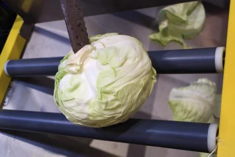 Table image for cabbage processing. Stock Photos