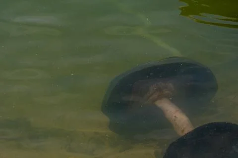 Table lying under water in river Stock Photos