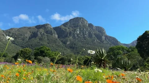 Table Mountain Botanical Garden Stock Footage 277830348