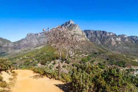 Table Mountain, Cape Town Stock Photos