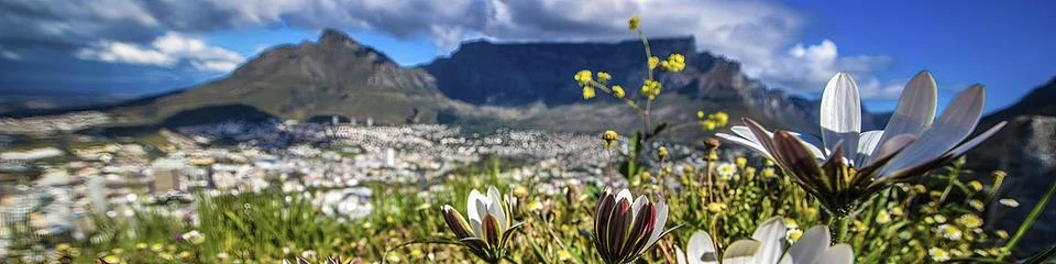 Table Mountain Cape Town Stock Photos