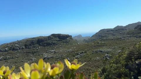 Table Mountain Flowers Stock Footage 277830192