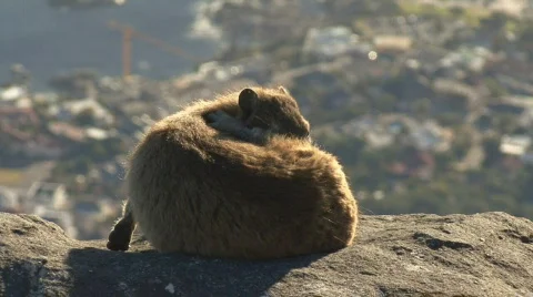 Table Mountain Klipdassie 01 Stock Footage 493585