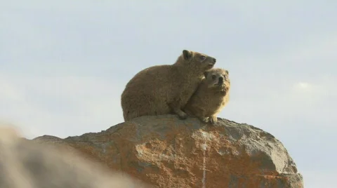 Table Mountain klipdassie 02 Video stock 489656