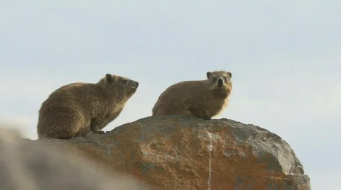 Table Mountain Klipdassie 03 Stock Footage 489660