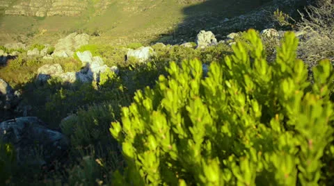 Table mountain nature Stock Footage 22767786