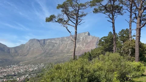 Table Mountain as seen through trees. Cape Town, South Africa. Stock Footage 345289427