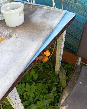 Table with mushroom on the garden Stock Photos