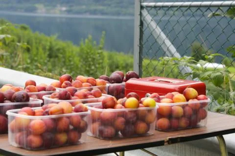Table with Plums Stock Photos