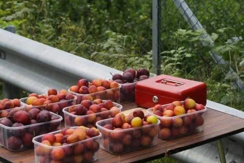 Table with Plums Stock Photos