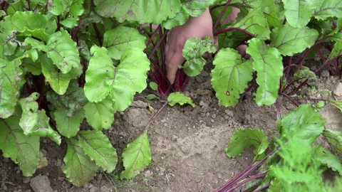 Table, Red or Golden Beet in the garden Stock Footage 239771766