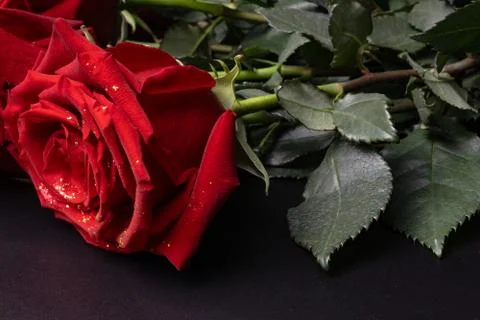 On the table there is a large rose of dark red color, slightly decorated with Stock Photos