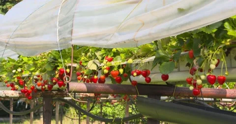 Table-Top strawberries - close up Stock Footage 68811574