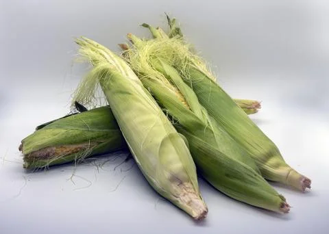 Table Top View of Corn on the Cob Still With Husk and White Background Stock Photos