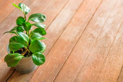 Table top view of small tree on brown wood Stock Photos