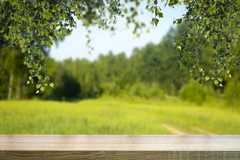 Table wood background in forest. Background of a blurred green summer forest Stock Photos