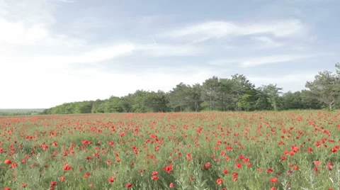Tableau of red poppies in bloom, forest and sky Stock Footage 7769184