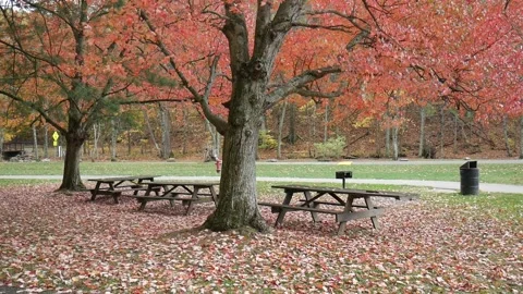 Tables and a few red trees with leaves on the ground 스톡 동영상 141765156