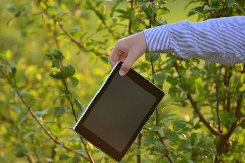 Tablet computer in  children's hand on nature Stock Photos
