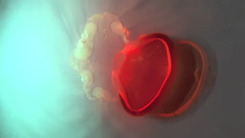 Tablet Dissolves In Liquid. Timelapse Stock Footage 186751460