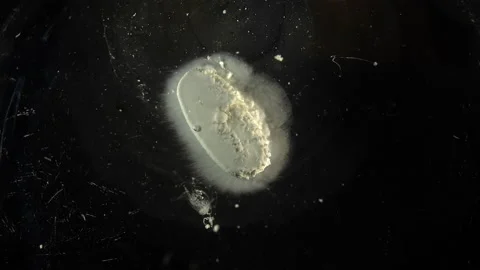 Tablet Dissolves In Liquid. Timelapse Stock Footage 186776648