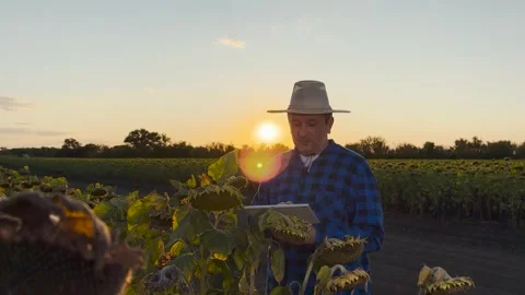 Tablet in farming for improved efficiency, tech-assisted agricultural tasks Stock Footage 316709197