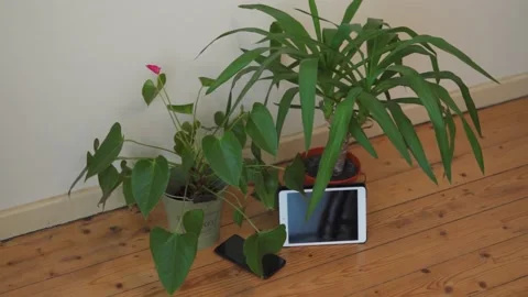 Tablet at home green environment Video stock 132350517