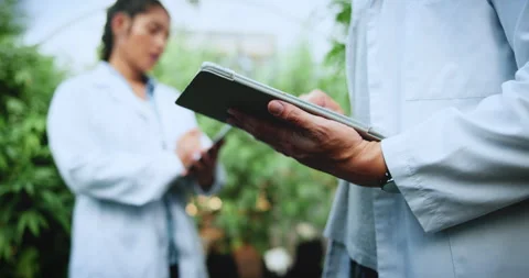 Tablet, man and hands of scientist with hemp plants in greenhouse for Stock Footage 336301871
