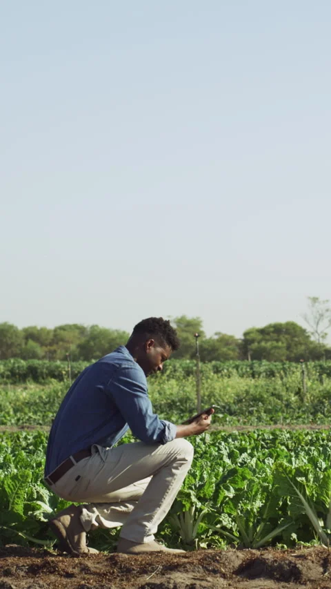 Tablet, man and scientist outdoor on farm for research, study or project on Stock Footage 329668931