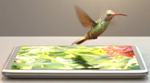 Tablet pc and humming-bird Stock Footage 41708075