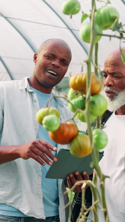 Tablet, teamwork and people farming with vegetables, plants and harvest for Stock Footage 306856616