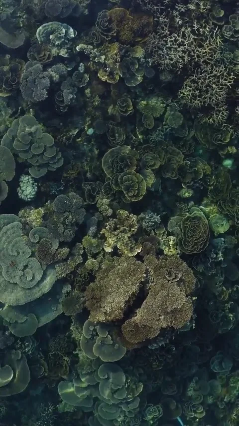 Tabletop coral forest under clear water 库存影片 334170533