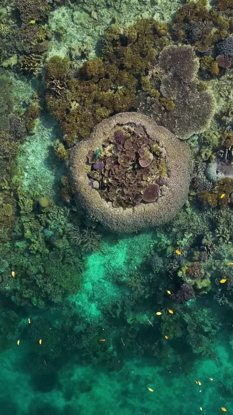 Tabletop coral forest under clear water Stockbeeldmateriaal 334170558