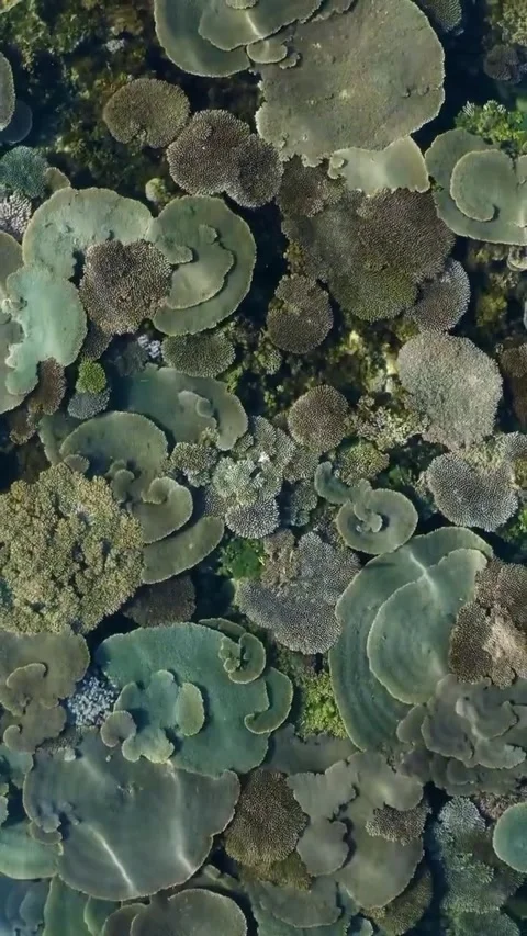 Tabletop coral forest under clear water 库存影片 334170573