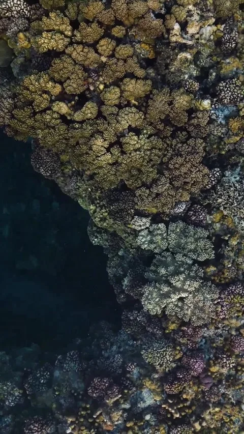 Tabletop coral forest under clear water 库存影片 334170635