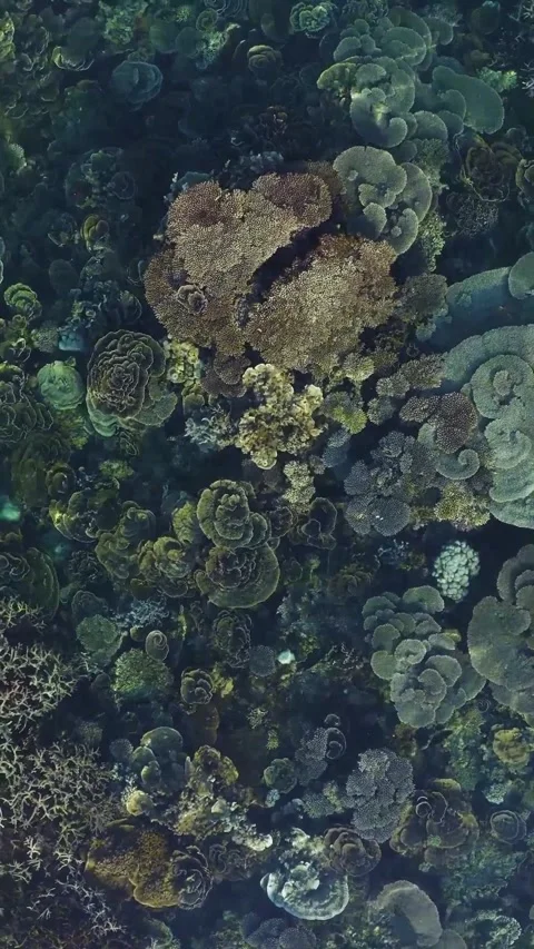 Tabletop coral forest under clear water 库存影片 334170709