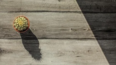 Tabletop view, small cactus in pot and gray wood desk, morning sun casting lo Stock Photos