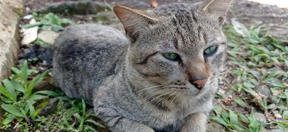 Tabnya Cat Stock Photos