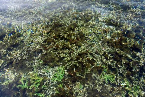 Tabuhan Island Stock Photos