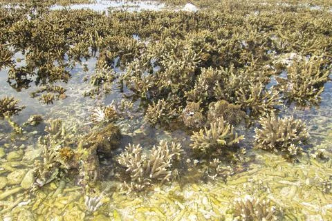 Tabuhan Island Stock Photos
