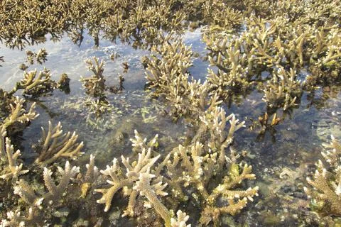 Tabuhan Island Stock Photos