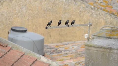 Taccole on the roofs Video stock 143582939