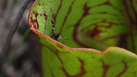 Tachinid fly crawling inside N. Pitcher Plant, E USA Vidéo 195914451
