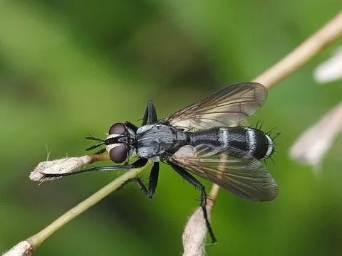 Tachinidae Stock Photos