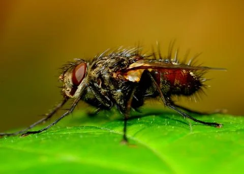 Tachnid fly Foto stock