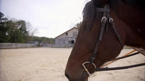 Tacked up Horse in Riding Ring Stock Footage 99260598