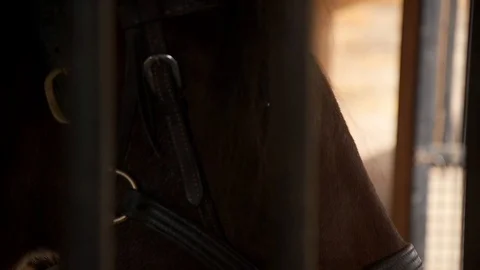 Tacked up Horse through Stall Bars, Close Up Stock Footage 99260704
