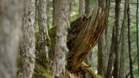 Tacking shot of a fallen down tree in a mossy forrest Stock Footage 113262261