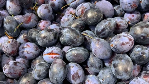Tacking shot on plums displayed in crates Stock Footage 317952095